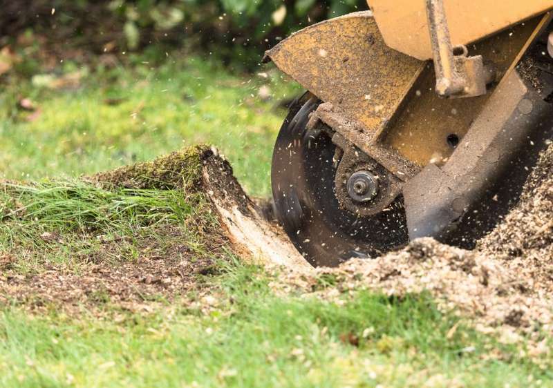 Stump Grinding & Removal home services